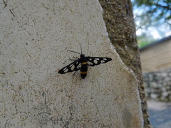 Amata