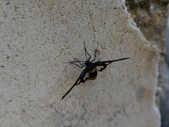 Amata