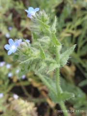 Anchusa arvensis