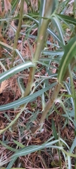 Lactuca saligna