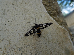 Amata