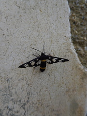 Amata