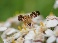 Oxyna flavipennis