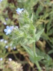Anchusa arvensis