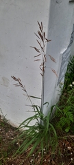 Bromus inermis