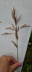 Bromus inermis