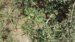 Ehretia rigida rigida