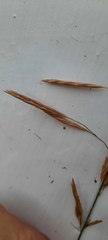 Bromus inermis