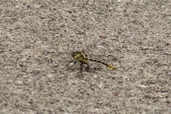 Phanogomphus militaris
