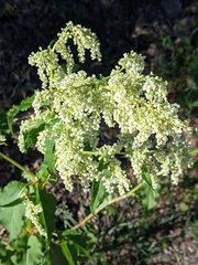 Koenigia alaskana