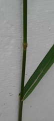 Bromus inermis