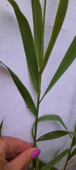 Bromus inermis