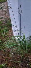 Bromus inermis