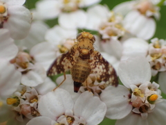 Oxyna flavipennis