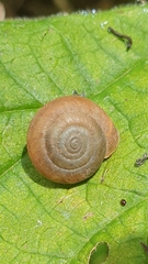 Trochulus striolatus image