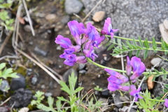 Oxytropis arctica taimyrensis