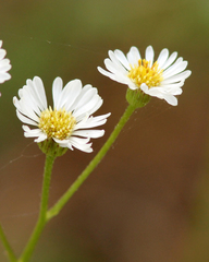 Erigeron vernus