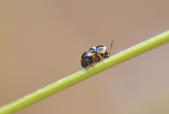Cryptocephalus crassus