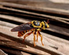 Laphria saffrana