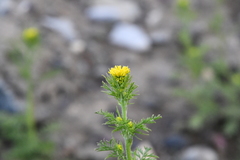 Descurainia sophioides