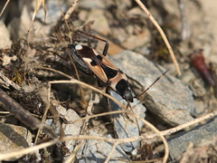 Raglius confusus