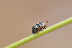 Cryptocephalus crassus