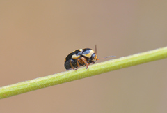 Cryptocephalus crassus