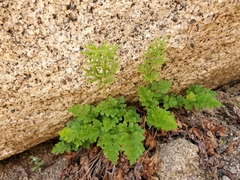 Cryptogramma acrostichoides