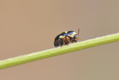 Cryptocephalus crassus