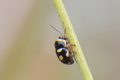 Cryptocephalus crassus