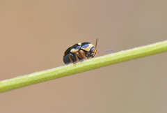 Cryptocephalus crassus