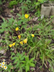Crepidiastrum denticulatum