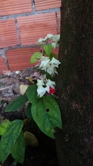 Clerodendrum thomsoniae
