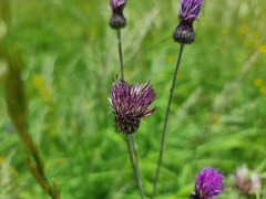Cirsium pannonicum