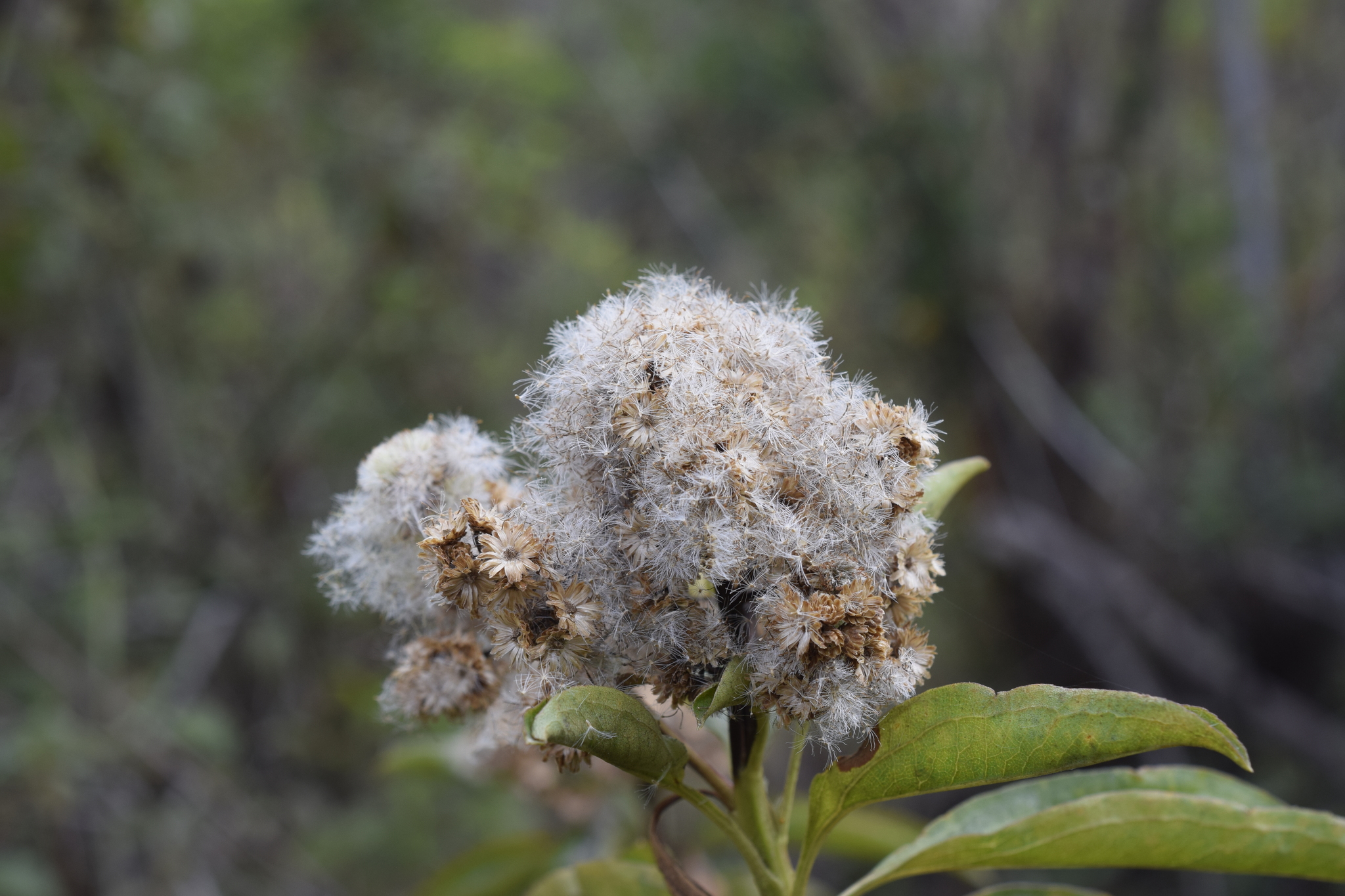 Baccharis latifolia image