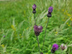 Cirsium pannonicum