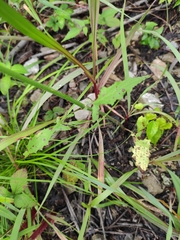 Crepidiastrum denticulatum