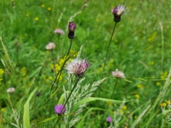 Cirsium pannonicum