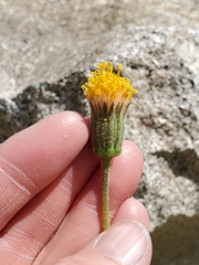 Raillardella scaposa
