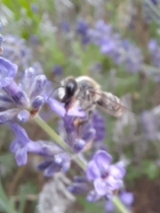 Megachile ericetorum