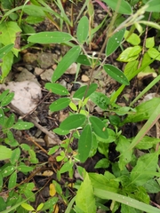 Grona heterocarpos