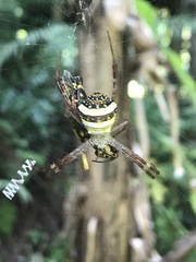 Argiope versicolor