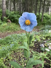 Meconopsis grandis