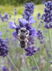 Megachile ericetorum