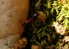 Camponotus nylanderi