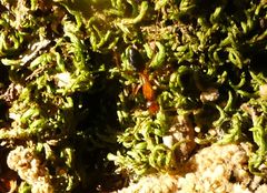 Camponotus nylanderi