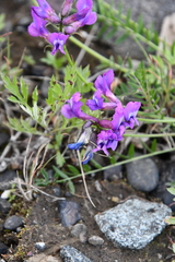 Oxytropis arctica taimyrensis