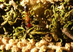 Camponotus nylanderi