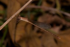 Indolestes insularis