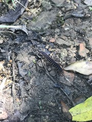 Chondromorpha xanthotricha